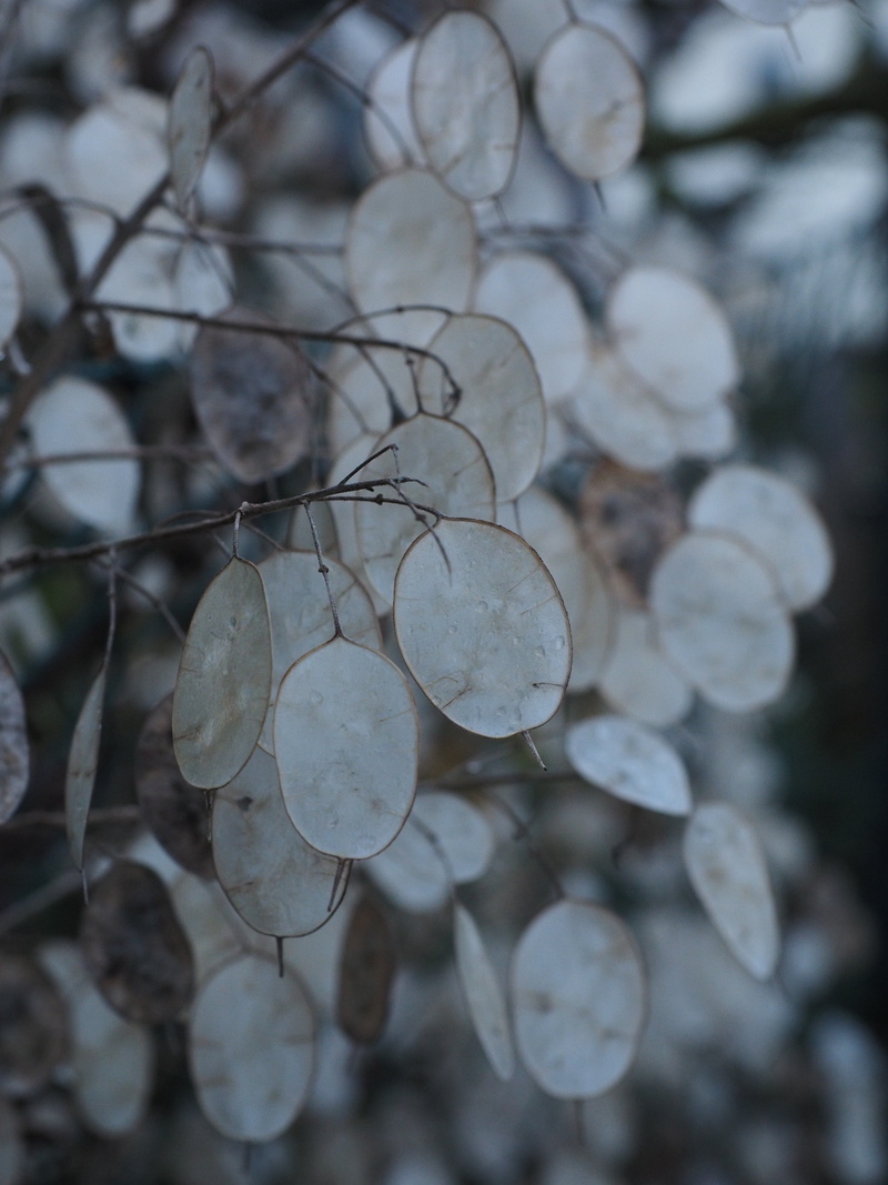 leaves, beauty in nature, judas pfennig, horticultural silver leaf, cruciferous plant, full frame, plant, water, outdoors, vulnerability, 4K, plant part