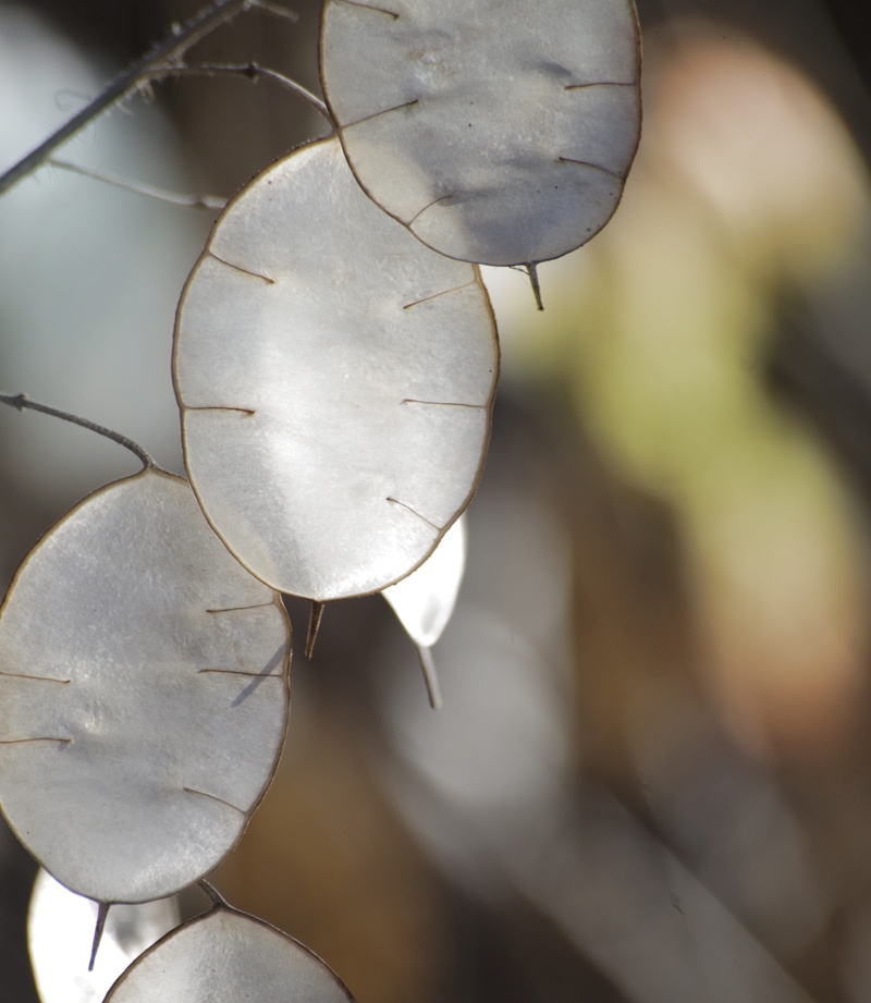 plant stem, dry, lunaria, white color, sunlight, selective focus, vulnerability, silver valley, nature, leaf, shine, fragility, growth, close-up, horticultural silver leaf