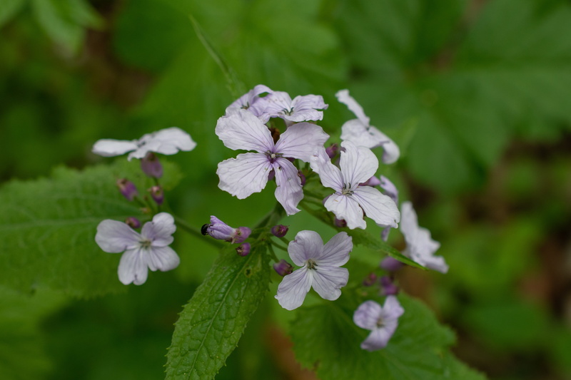 fragility, pollen, vulnerability, macro, growth, close-up, petal, forest, flowering plant, focus on foreground, blossom, plant, flora, flower, 4K, outdoors