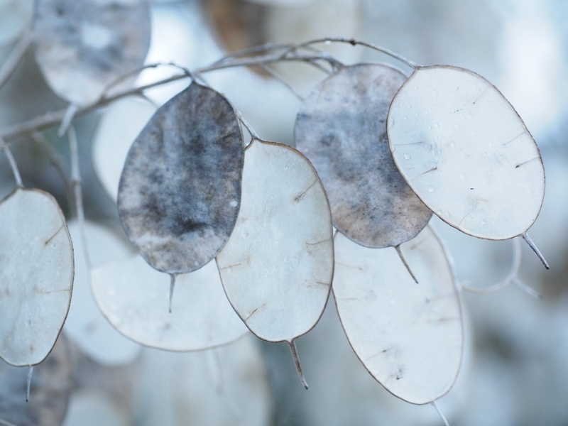 horticultural silver leaf, vulnerability, tranquility, close-up, judas silberling, no people, white, plant, brassicaceae, lunaria, lens, judas schilling