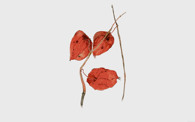 liz, leaf vein, flower, cut out, change, fragility, drawing, nature, indoors, autumn, beauty in nature, orange color, red, white background, art, plant part