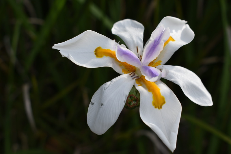 pollen, garden, natural, day, close-up, flower head, focus on foreground, colorful, iris, petal, growth, liz, iris - plant, flowers, vulnerability, plant