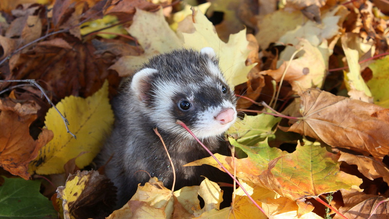 Freda, Ferret, autumn, 1080P, muzzle, leaves