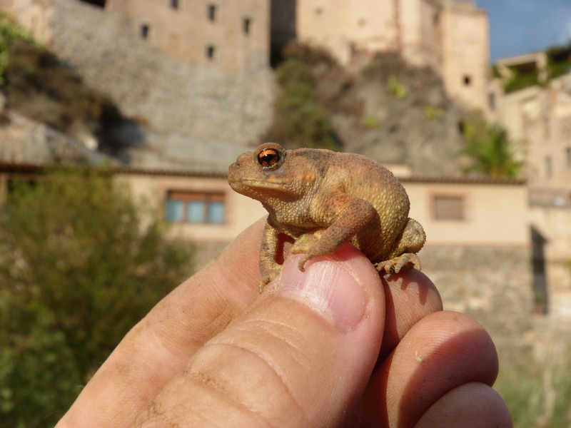 sapito, real people, human body part, batrachian, focus on foreground, architecture, finger, day, small, animal wildlife, animal, breeding, human finger