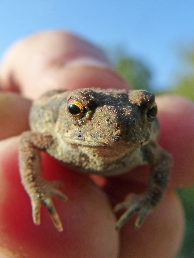 selective focus, human face, breeding, hunted, rough skin, hand, human body part, human finger, body part, bufo bufo, holding, finger, reptile, animal wildlife