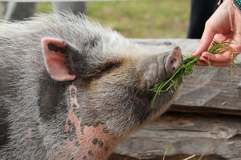 finger, in the ear, kilt, feeding, real people, one animal, body part, 5K, hand, human hand, piggy, rough, the hair, pet owner, one person, eating, holding