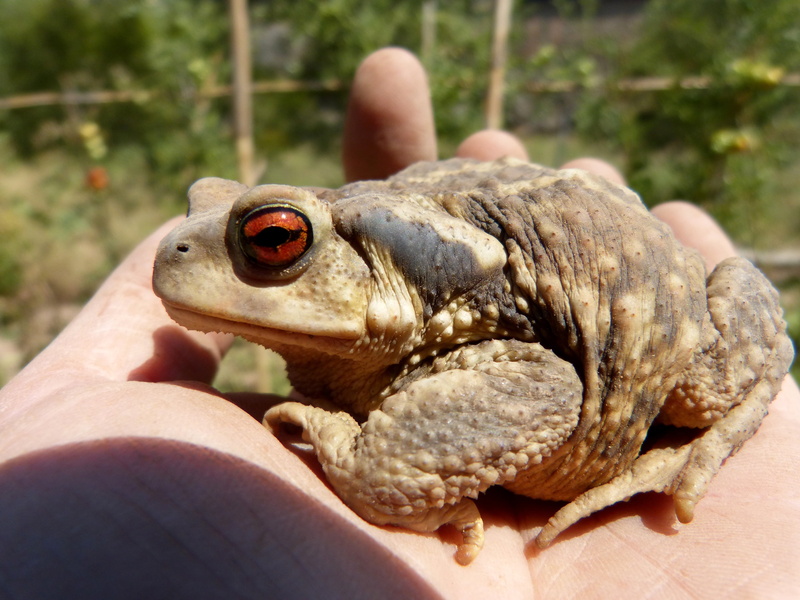 animal themes, animals in the wild, focus on foreground, sky, outdoors, bufo bufo, human hand, toad, small, close-up, one animal, 4K, day, finger, batrachian