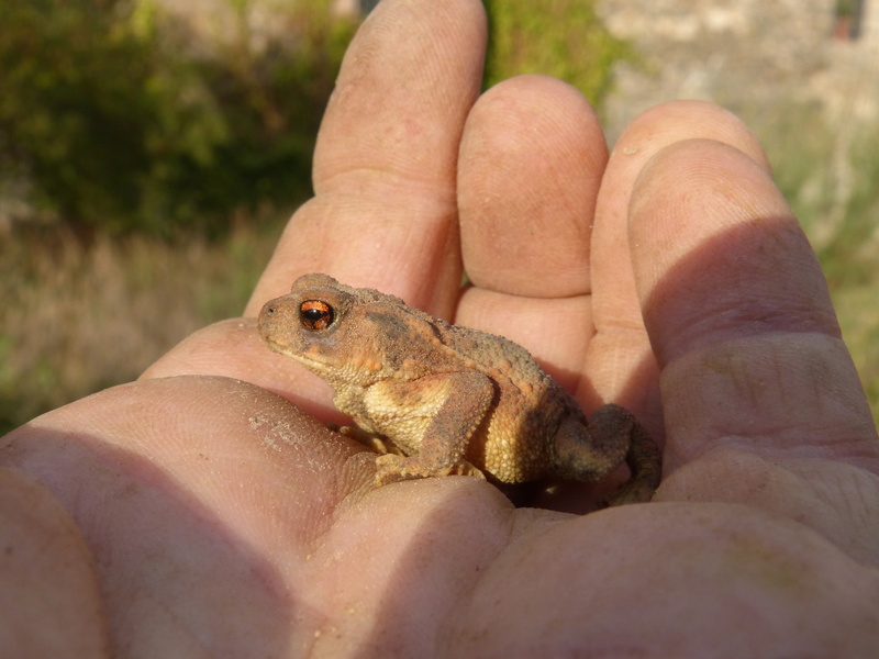 wildlife, one person, one animal, bufo bufo, human body part, real people, sapito, holding, amphibian, focus on foreground, human hand, vertebrate, 2K
