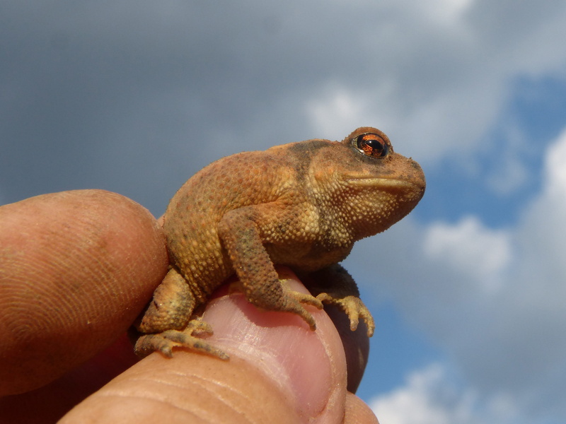 batrachian, toad, one animal, holding, close-up, animal wildlife, rough skin, reptile, vertebrate, nature, focus on foreground, profile view, human finger
