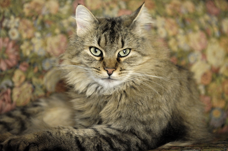 domestic, pets, cat, portrait, no people, HD, focus on foreground, background, domestic animals, mammal, one animal, domestic cat