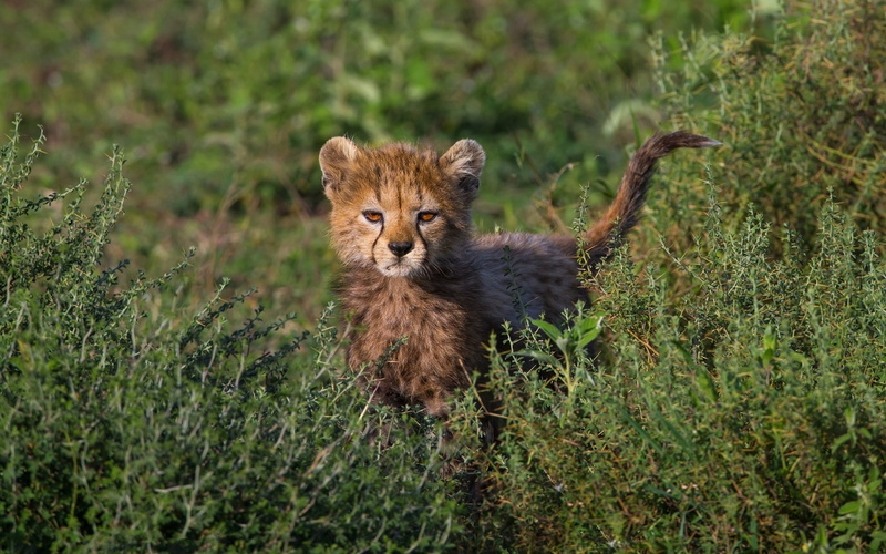Grass, Cute, Cub, Cheetah, 1080P, Bushes