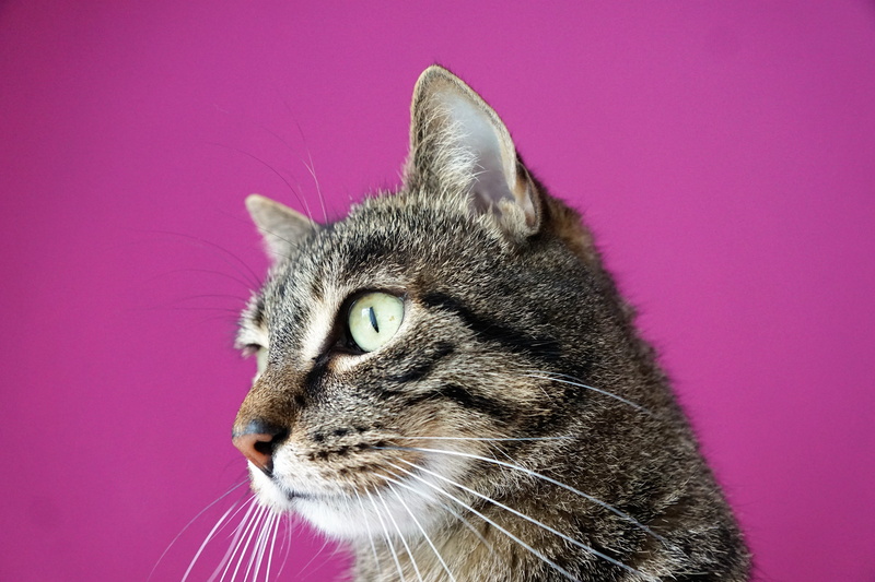 indoors, hawaii, cat, luck, colored background, domestic Cat, stress, feline, pink background, animal portrait, domestic, tiger, animal themes, pride, animal eye