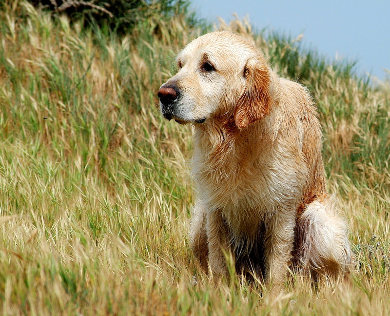animal themes, canine, plant, no people, animal, day, recycled food in action, looking away, we all have to take a shit, pets, 2K, golden retriever, mammal