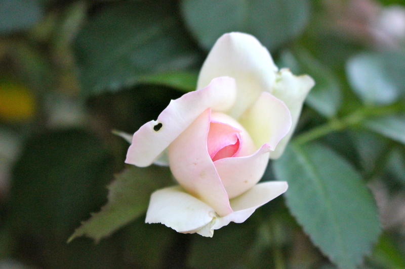 rose, which opens, vulnerability, old rose, flower, nature, 5K, pink color, inflorescence, no people, growth, close-up, fragility, outdoors, petal, button