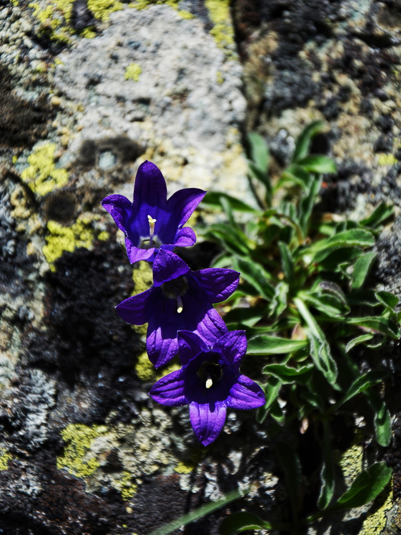 inflorescence, petal, texture, flowering plant, wildflowers, the leaves are, beautiful flower, kennedy, close-up, 5K, summer flower, growth, purple flowers