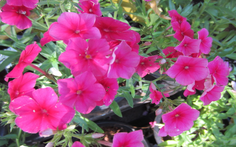 2K, plant, care, flowers, little, red, annual, popular, small, comes, beautiful, flowering, can, garden, petunia, pink, grown