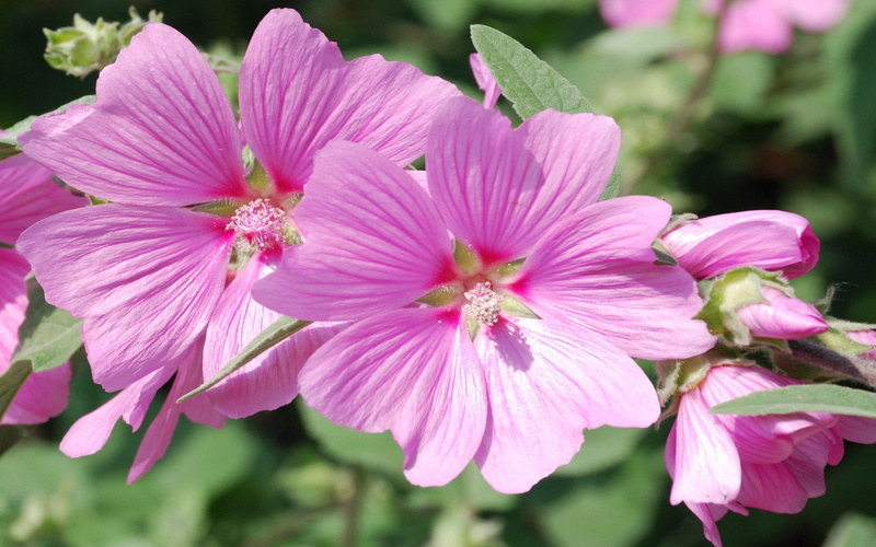 known, close-up, 4K, inflorescence, europe, flower, outdoors, pollen, growth, day, no people, nature, freshness, malva, county, plant, white, mud, flower head