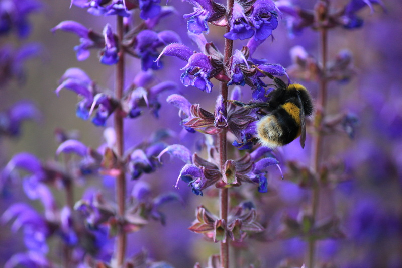 single Flower, plant, honey, outdoors, bee, purple, day, selective focus, botany, striped, vulnerability, close-up, invertebrate, flower Head, animal wildlife