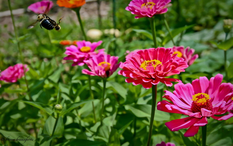 bumblebee, garden, bumble, bee, beautiful, flower, 2K, 3d and abstract, nature