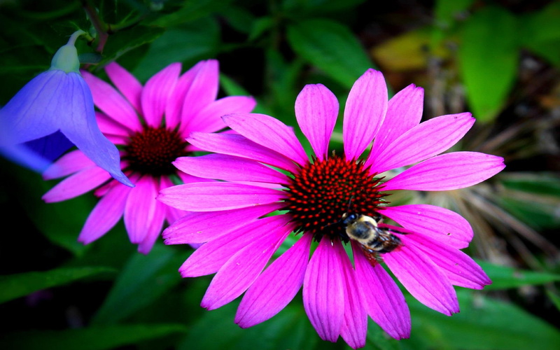 bumble, flower, leaves, daylight, pink, 1080P, nature, petals, animals, darkpink, beautiful, center, green, bee, nature and