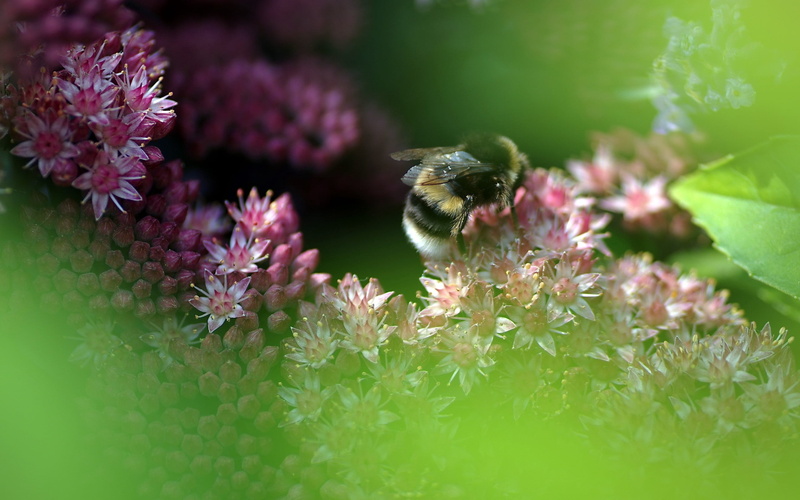 no people, single Flower, springtime, growth, small, bumble bee, 2K, freshness, pollination, yellow, outdoors, flower Head, black, animal Wing, invertebrate