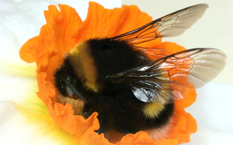 backgrounds, inflorescence, freshness, beauty In Nature, animal themes, flower, animals in the wild, single Flower, insect, bumblebee, summer, animal wildlife