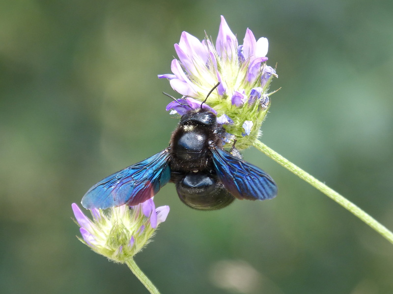 pollination, bud, springtime, bumblebee, animal wildlife, honey, insect, focus on foreground, pollen, flower, flower head, animal, petal, fragility, one animal