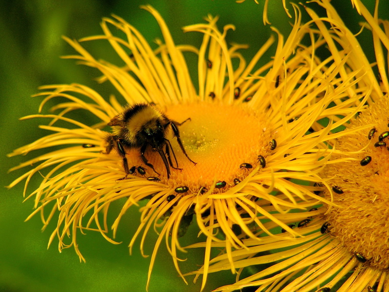 grass, bumble, bee, insect, flower, 1080P, plant