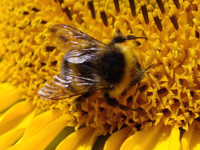 pollen, freshness, bumblebee, fly, animal, pollination, bee, sunflower, animal themes, vulnerability, petal, close-up, outdoors, yellow, no people, bumble bee