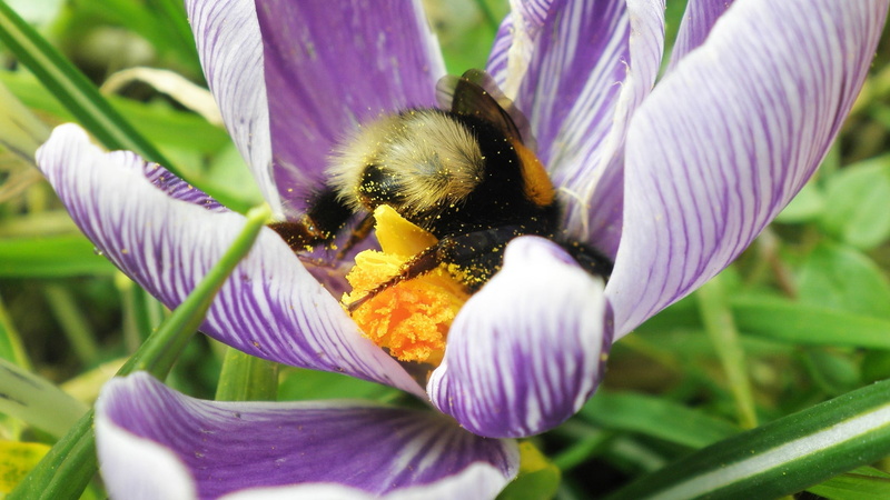insect, pollination, animal, 1080P, flower head, fragility, no people, growth, plant, bumble bee, purple, flowering plant, bee, one animal, yellow, animal wildlife
