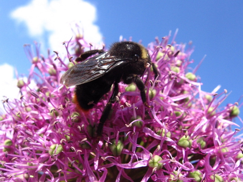 bumble bee, no people, growth, petal, fragility, animal themes, striped, close-up, vulnerability, animals in the wild, springtime, animal wildlife, animal