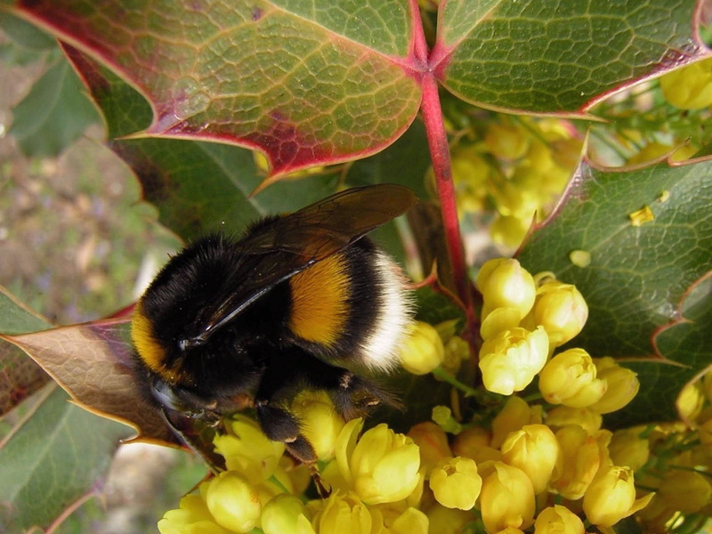 yellow, plant part, springtime, pollination, color, animal wildlife, insect, bumble bee, flowering plant, summer, white, pollen, animals in the wild, animal themes