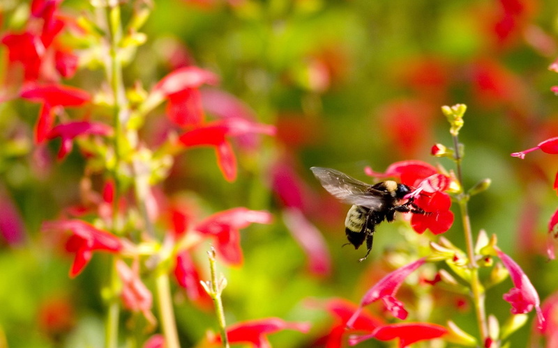 bee, flower head, fragility, flying, beauty In Nature, pollination, outdoors, leaf, blossom, flowerbed, close-up, insects, selective, yellow, formal Garden