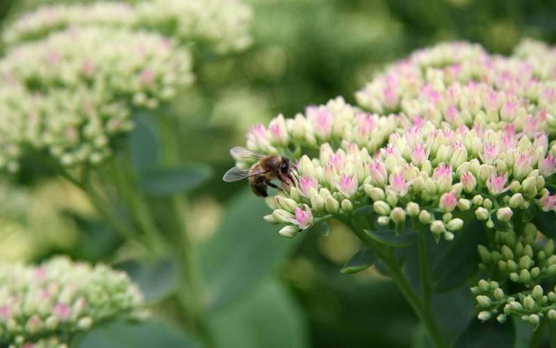 formal Garden, macro, summer, nature, flower Head, springtime, blossom, plants, insect, pink Color, close-up, freshness, flowerbed, bee, flower, outdoors