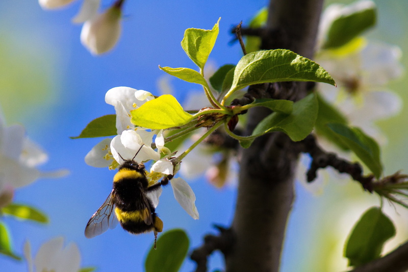 flower, 2K, buzz, nature, petaled, white, black, flight, natural, animal themes, bumble, bumble bee, striped, leaf, antenna, growth, honey, animal, flower head