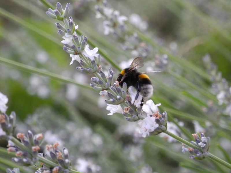 invertebrate, pollination, purple, beauty in nature, 2K, close-up, fragility, flower head, bumblebee, petal, animal wildlife, flower, freshness, lavender