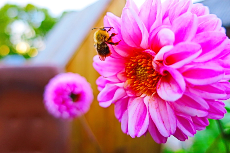 flower Head, honey, plant, pollination, summer, insect, beauty In Nature, nature, springtime, animals in the wild, pink, single Flower, flower, flowering plant