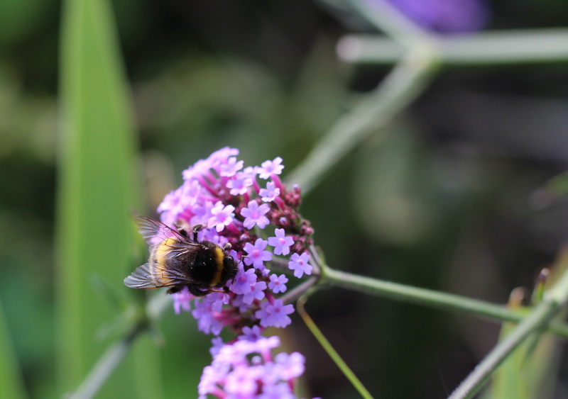 honey, honeybee, lilac, invertebrate, wildlife, sting, flowering plant, natural, animal, vulnerability, animal wildlife, beauty in nature, flower, pollen