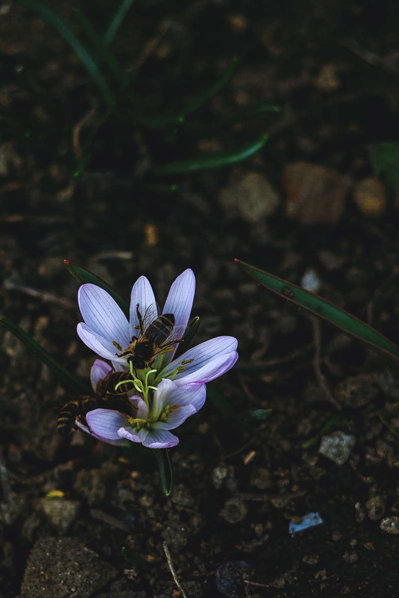 flora, pollen, nature, blooming, purple, flower, petal, blur, petals, leaves, inflorescence, bees, bumble bee, flower head, focus, insect, 2K, land, growth