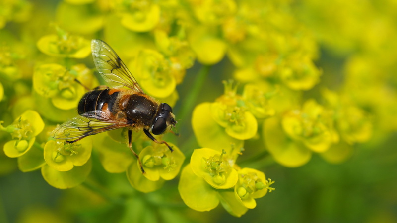 sedum, no people, animal themes, outdoors, yellow, vulnerability, flower, pollination, bee, bug, fragility, one animal, flowering plant, growth, 4K, plant