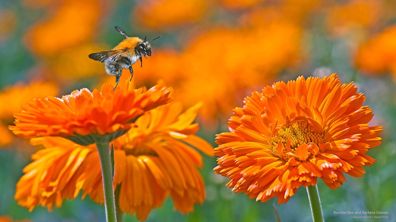 Flowers/Gardens, gerbera, bumble, bee, 2K, daisies