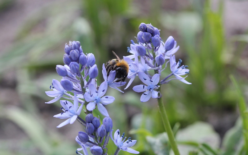 invertebrate, no people, beauty in nature, animals in the wild, insect, 1080P, plant, pollination, one animal, close-up, petal, flower head, fragility