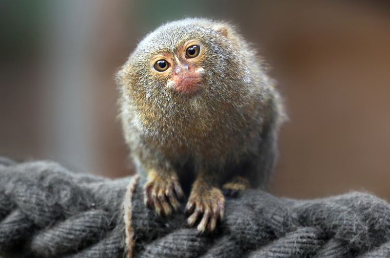 nature, Pygmy marmoset, animal, 1080P