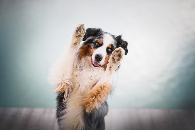 dog, Australian Shephard, paws, 1080P, animals