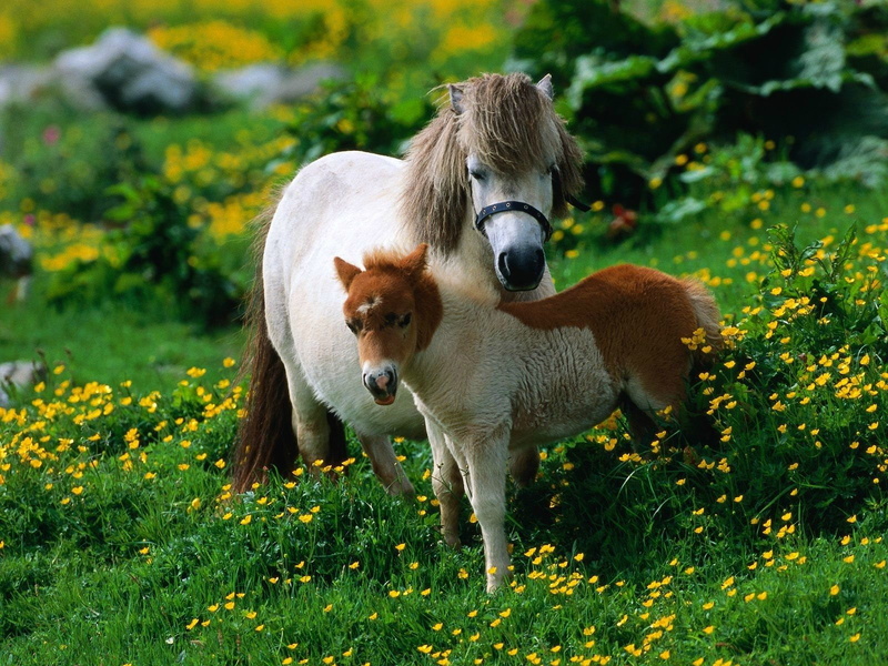 animals, hd, horse, miniature, 720P