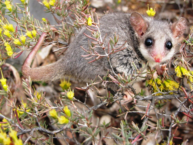 Marsupial, Australia, Possum, 1080P, Animal, Eastern Pygmy Possum