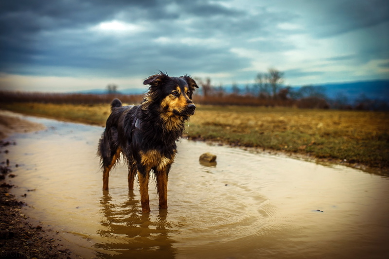 2K, water, wet, animals, dog, nature, Australian Shephard