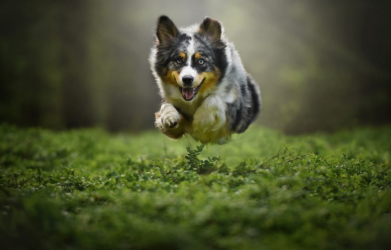 pet, plants, dog, animals, flying, 720P, jumping, australian shepard
