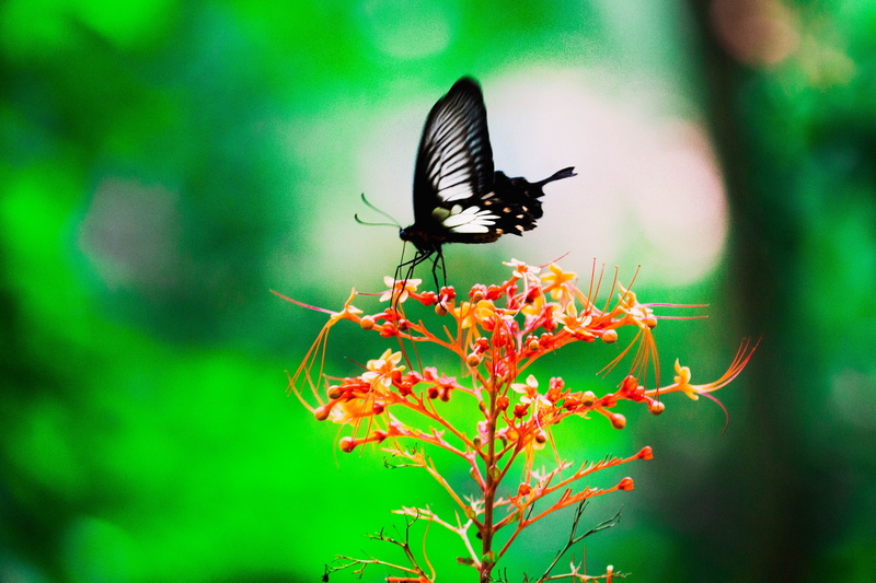 pattern, butterfly, animal, animals in the wild, Nature, garden, macro, plant, day, colorful, swirl, design, invertebrate, focus on foreground, orange