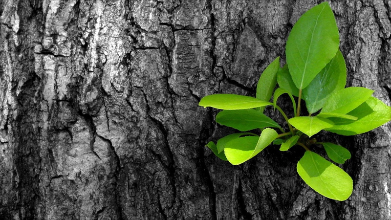 hd, leaves, trunk, 1080P, nature, green, leave, plant, colorsplash, tree